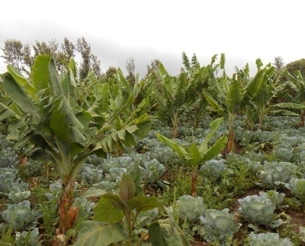 Environment & Conservation